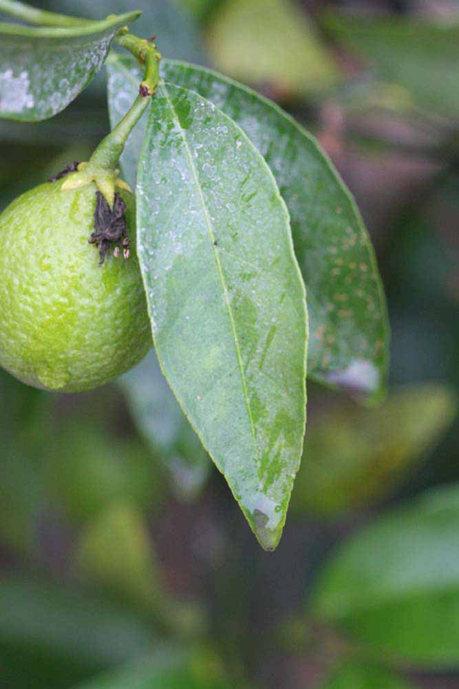              Unifoliolate leaf (Riverside, CA)       